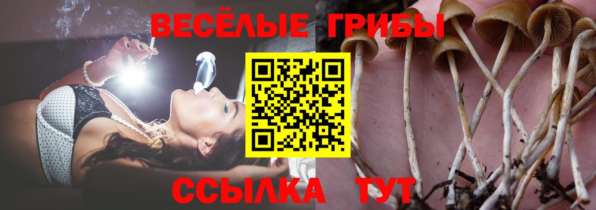 Псилоцибиновые грибы Cubensis Бийск